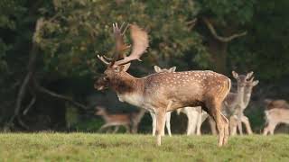 Fallow Deer Rutting Behaviour [upl. by Elak]