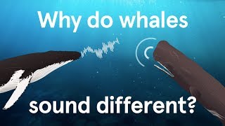 Why do whales sound different [upl. by Aicre]