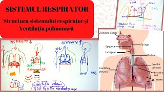 ADMITERE MEDICINA SISTEMUL RESPIRATOR 1 Structura sistemului respirator si Ventilatia pulmonara [upl. by Aruat997]