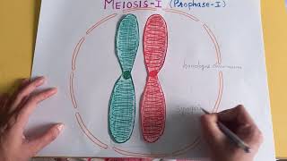 PROPHASE I OF MEIOSIS I  synapsissynaptonemal complexbivalenttetrad chiasmataCELL DIVISION [upl. by Ailee]