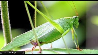 Understanding Insect Sounds Natures Orchestra [upl. by Garin758]