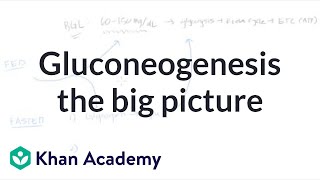 Gluconeogenesis the big picture  Biomolecules  MCAT  Khan Academy [upl. by Flannery]