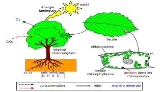 La Photosynthèse cours de physiologie végétale [upl. by Oriaj117]