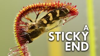 Sundew The Sticky Plant With A Killer Instinct [upl. by Whitcomb]