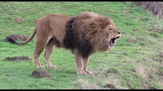 Lions Roaring Compilation 2 [upl. by Aihsetal]