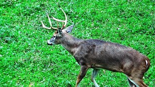 Whitetail Buck Hunting The Rut 2018 Pa Bowhunting Archery Deer Season  Johns Rut Report [upl. by Ensoll912]