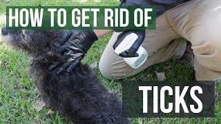 How to Get Rid of Ticks 4 Easy Steps [upl. by Trammel52]