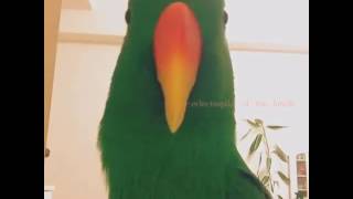 Compilation Of Talking Eclectus  Best Talking Eclectus Ever  Must Watch Talking Parrot Video [upl. by Pinto]