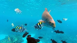 Swimming With The Hawaiian Fishes  Diving Kealakekua Bay Captain Cook Monument Hawaii [upl. by Frankel]