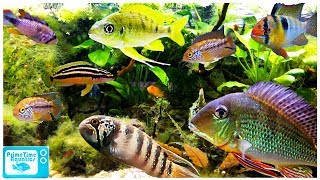 15 Great Cichlids for Planted Aquariums [upl. by Assillam]