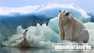 DOCUMENTÁRIO HD DESBRAVANDO A ANTÁRTICA [upl. by Animar]