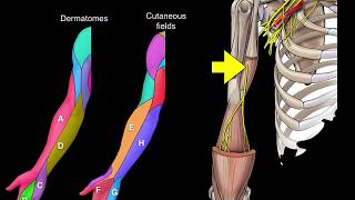 Dermatomes and Cutaneous fields [upl. by Stroud]