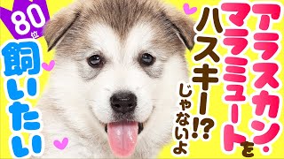 ❤️人気80位【アラスカン・マラミュートってどんな犬？】子犬の価格や性格、寿命、飼いやすさは？ カワイイ動画でチェック！ [upl. by Nelon]