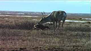 Another Chance  Caribou in Banff National Park [upl. by Nirrad318]