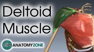 Deltoid Muscle Anatomy  AnatomyZone [upl. by Oneg]