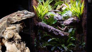 Bioactive Gargoyle Gecko Vivarium [upl. by Aysan]