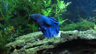 Betta  Siamese Fighting Fish Care Info and Advice [upl. by Bilak]