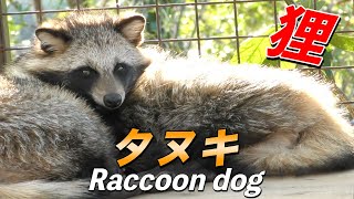 【日本の動物】タヌキの生態〜臆病で勇敢な日本に生息する野生動物（Raccoon dog）〜 [upl. by Glad211]