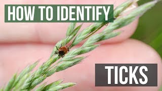 How to Identify Ticks  Tick Identification [upl. by Marius]