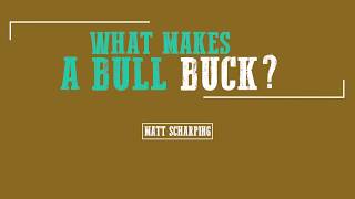 Matt Scharping What Makes A Bull Buck [upl. by Faber925]