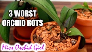 3 worst Orchid diseases  root stem and crown rot [upl. by Ennaeus]