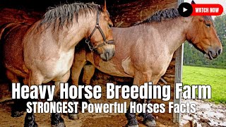 Heavy Horse Breeding Farm  STRONGEST Powerful Horses Facts [upl. by Attennod]