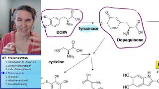 Melanocyte 4 Melanogenesis [upl. by Arded]