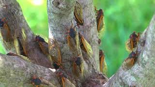 Cicadas feed and pee [upl. by Talich232]