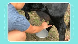 How to Milk a Cow by Hand [upl. by Hotze]