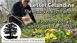 Lesser Celandine The Beauty AND the Beast  March 23 2021 [upl. by Anihsak]