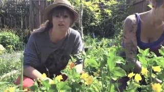 A closer look at Greater Celandine Chelidonium majus [upl. by Wolsniw942]