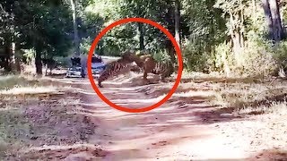 Watch 2 fullgrown Tigers engage in territorial fight [upl. by Appolonia]