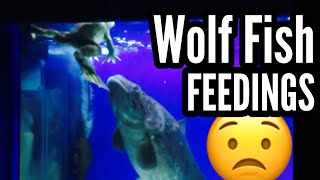 Warning Wolf Fish Feeding Compilation [upl. by Aerdnu]