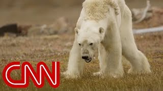 Polar Bear family encounter on the Arctic Ocean [upl. by Illehs]