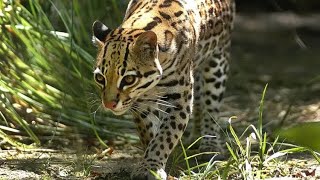 The Enigmatic Margay Natures Own Acrobat [upl. by Anilorak831]