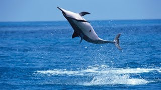 Why Do Spinner Dolphins Spin [upl. by Panther]