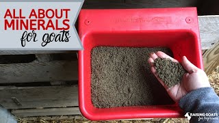 What You Need to Know About Goat Minerals [upl. by Ojahtnamas36]