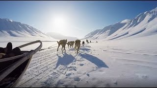 Dog sledding in Svalbard [upl. by Onailerua713]