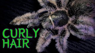 Curly Hair Tarantula TliltocatlBrachypelma albopilosus Care amp Husbandry [upl. by Corene]