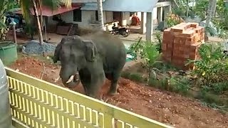 Rampaging Elephant Charges Into Village [upl. by Alaek]