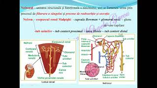 Aparatul excretor la om Formarea urinei Lectii de biologie [upl. by Ligriv83]