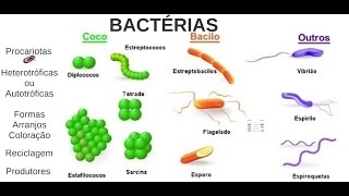 Aula 03 Microbiologia  Bactérias [upl. by Sakul]