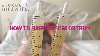 My Expert Midwife  How To Harvest Colostrum [upl. by Aleemaj]