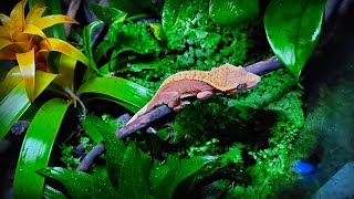 quotGecko Forestquot  Bioactive Terrarium for Crested Gecko  STEP BY STEP [upl. by Natasha633]