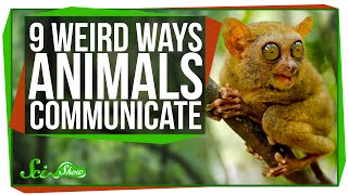 9 Weird Ways Animals Communicate [upl. by Yenatirb264]