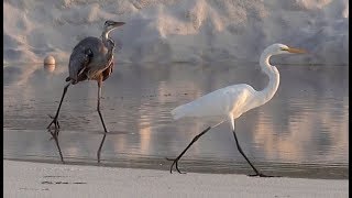 Heron vs Egret [upl. by Ayikal]