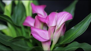 Zantedeschia cultivars  Calla Kalla Calla Lily [upl. by Gianna931]