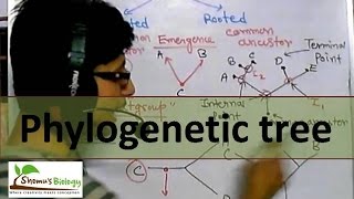 Phylogenetic tree [upl. by Anallise661]