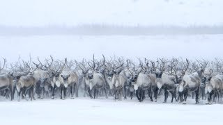 The barrenground caribou [upl. by Barclay527]