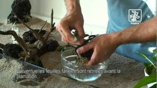 Conseils et astuces pour la plantation de laquarium [upl. by Aseel]